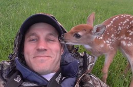 darius et le bébé cerf