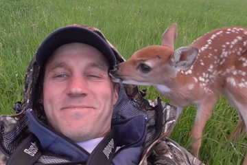 darius et le bébé cerf