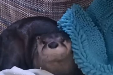 réaction Ryer loutre San Francisco