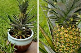Astuce-Faire-Pousser-Ananas-Dans-La-Maison-
