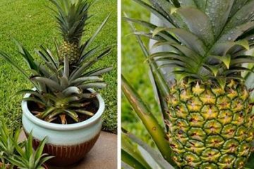 Astuce-Faire-Pousser-Ananas-Dans-La-Maison-