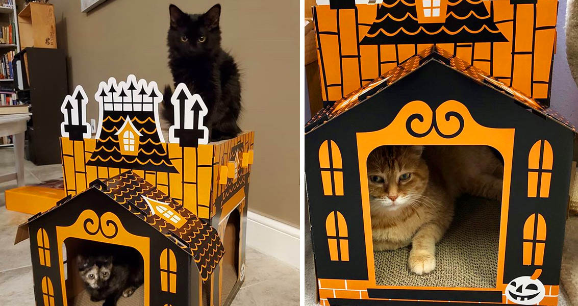 Des Petites Maisons Hantees En Carton Pour Que Votre Chat Puisse Aussi Feter Halloween Trucs Et Astuces A Faire A La Maison Des Petites Maisons Hantees En Carton Pour Que Votre Chat Puisse Aussi Feter Halloween Trucs Et Astuces A Faire A La Maison