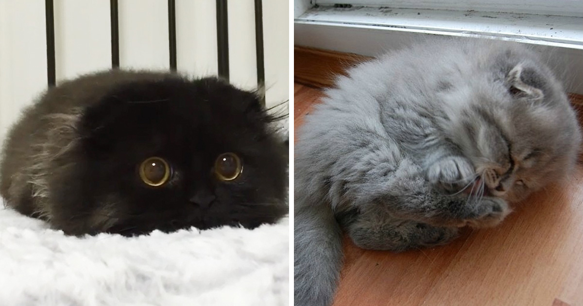 Si Tu Te Sens Triste Un Jour Ces 18 Chats Endormis Te Feront Sourire Trucs Et Astuces A Faire A La Maison