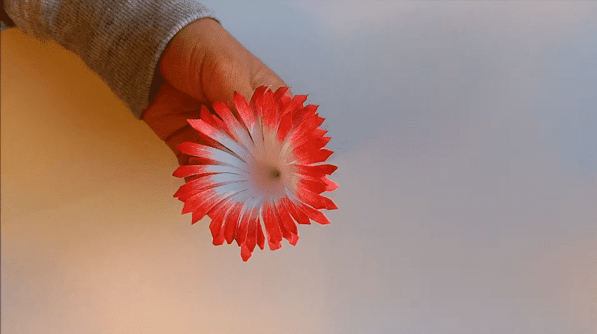 6 Comment faire des fleurs suspendues étape par étape ?