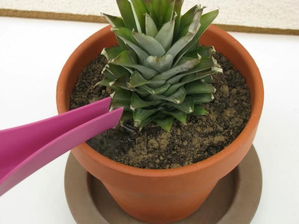 Astuce-Faire-Pousser-Ananas-Dans-La-Maison-10