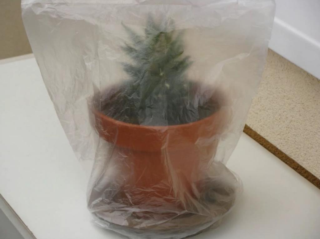 Astuce-Faire-Pousser-Ananas-Dans-La-Maison-11