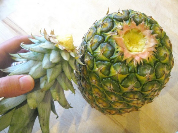 Astuce-Faire-Pousser-Ananas-Dans-La-Maison-3