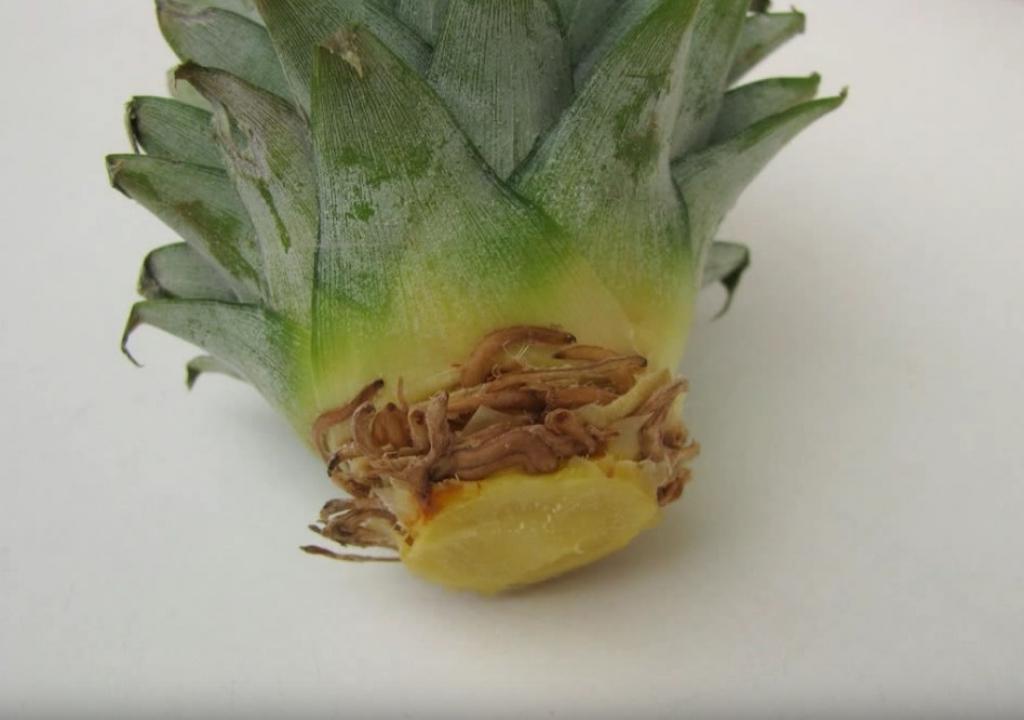 Astuce-Faire-Pousser-Ananas-Dans-La-Maison-5