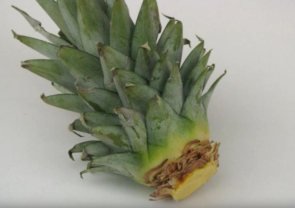 Astuce-Faire-Pousser-Ananas-Dans-La-Maison-6