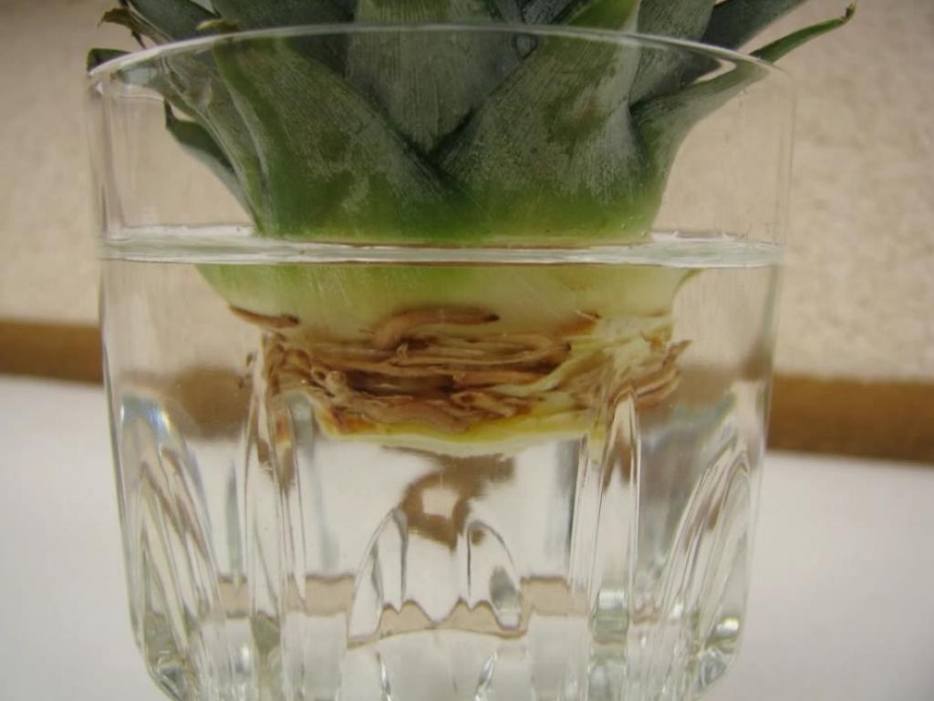 Astuce-Faire-Pousser-Ananas-Dans-La-Maison-7