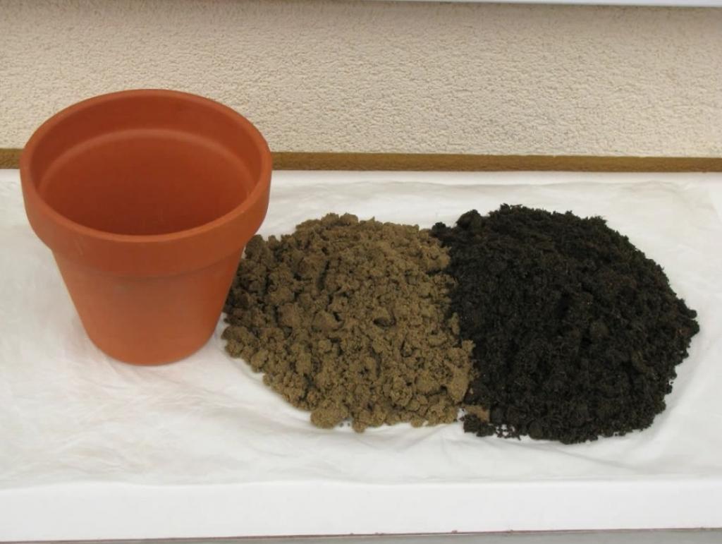 Astuce-Faire-Pousser-Ananas-Dans-La-Maison-8