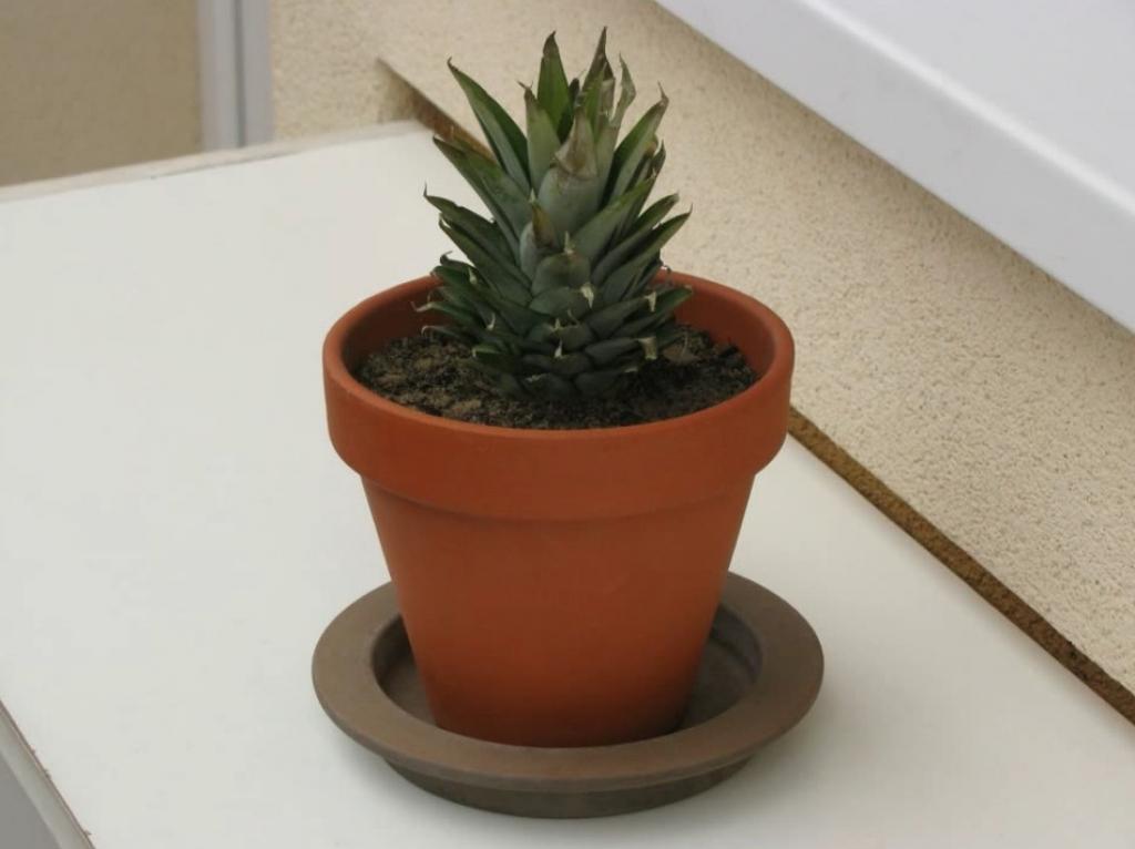 Astuce-Faire-Pousser-Ananas-Dans-La-Maison-9