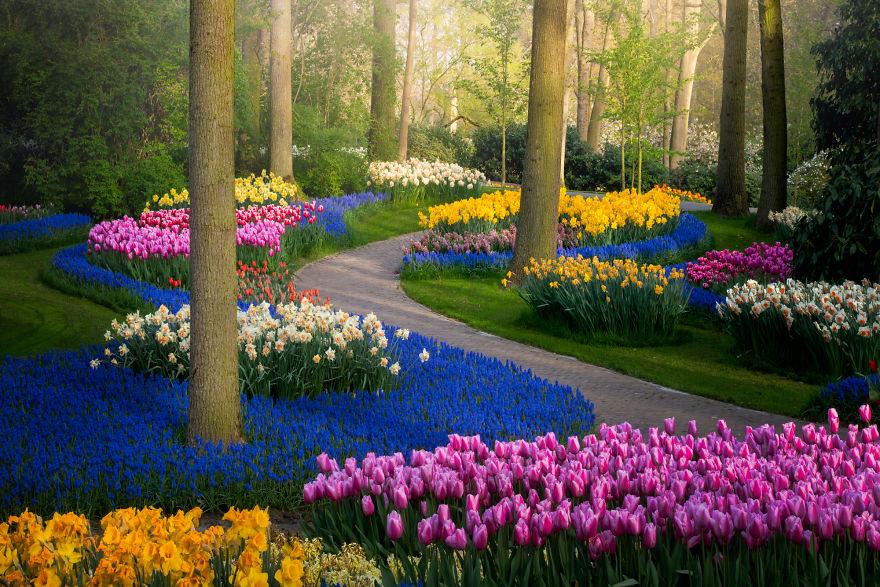 Keukenhof-jardin-fleurs-sans-visiteurs-1