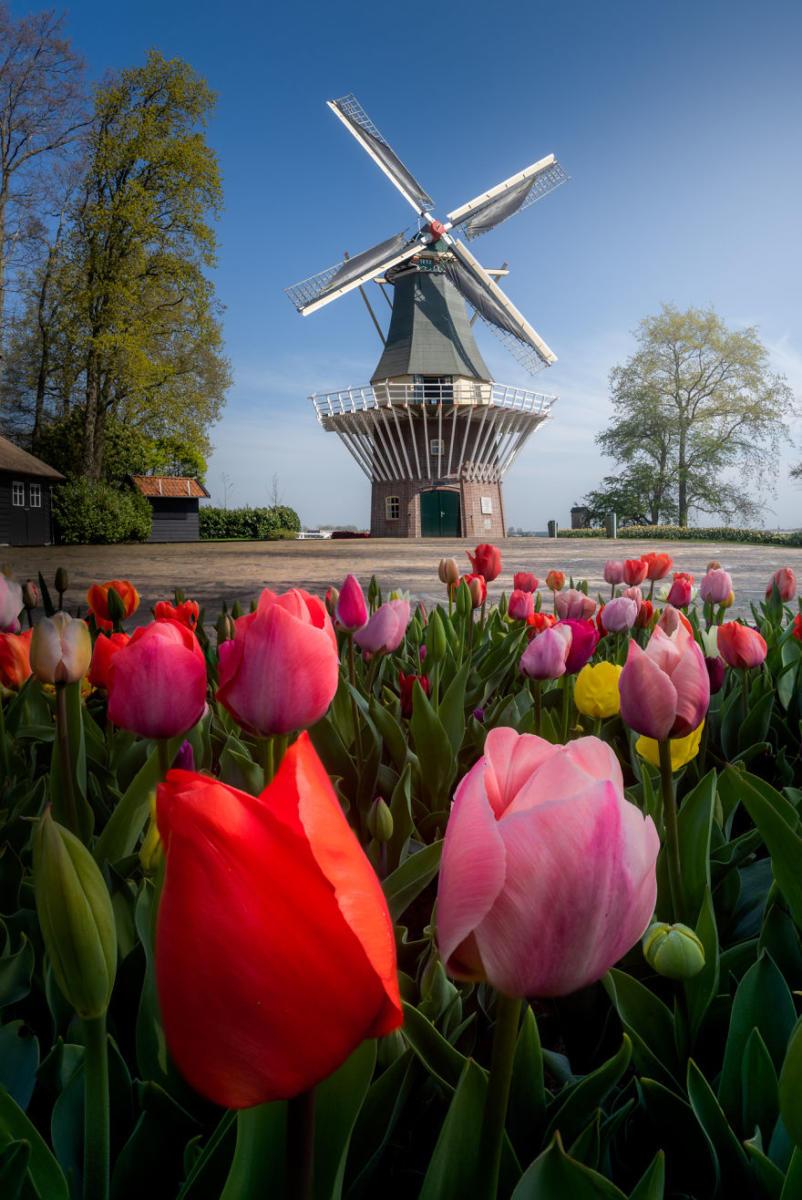 Keukenhof-jardin-fleurs-sans-visiteurs-2