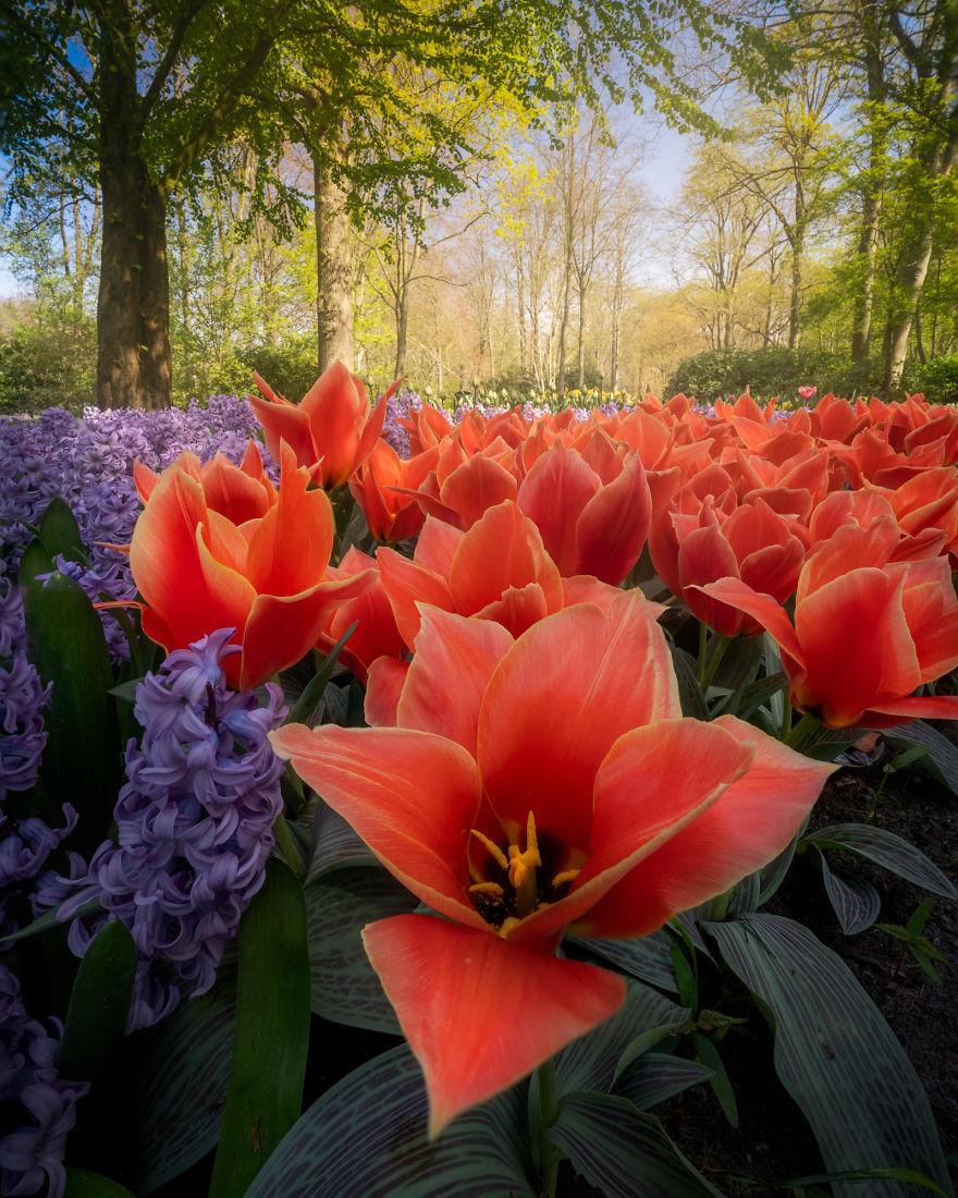 Keukenhof-jardin-fleurs-sans-visiteurs-3