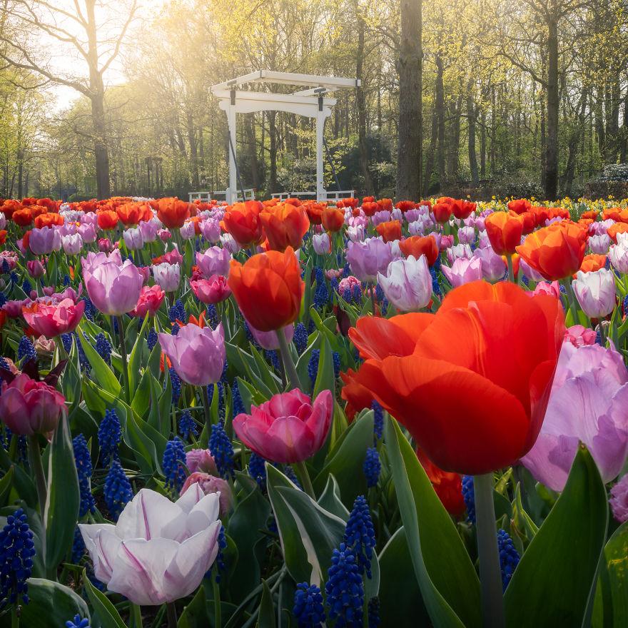Keukenhof-jardin-fleurs-sans-visiteurs-5