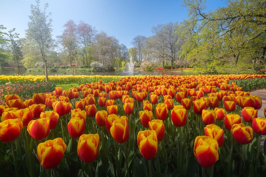 Keukenhof-jardin-fleurs-sans-visiteurs-7