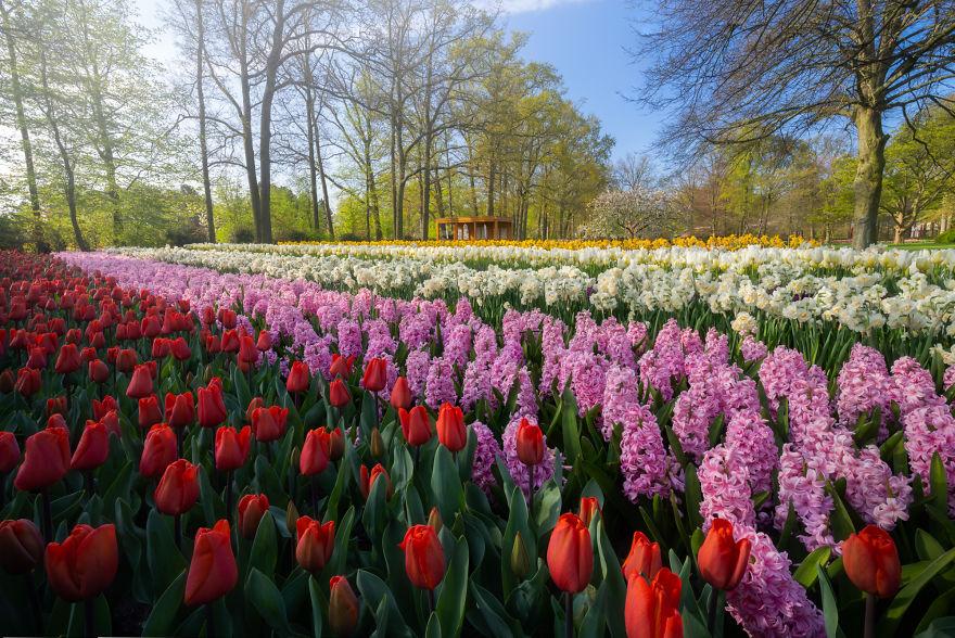 Keukenhof-jardin-fleurs-sans-visiteurs-8