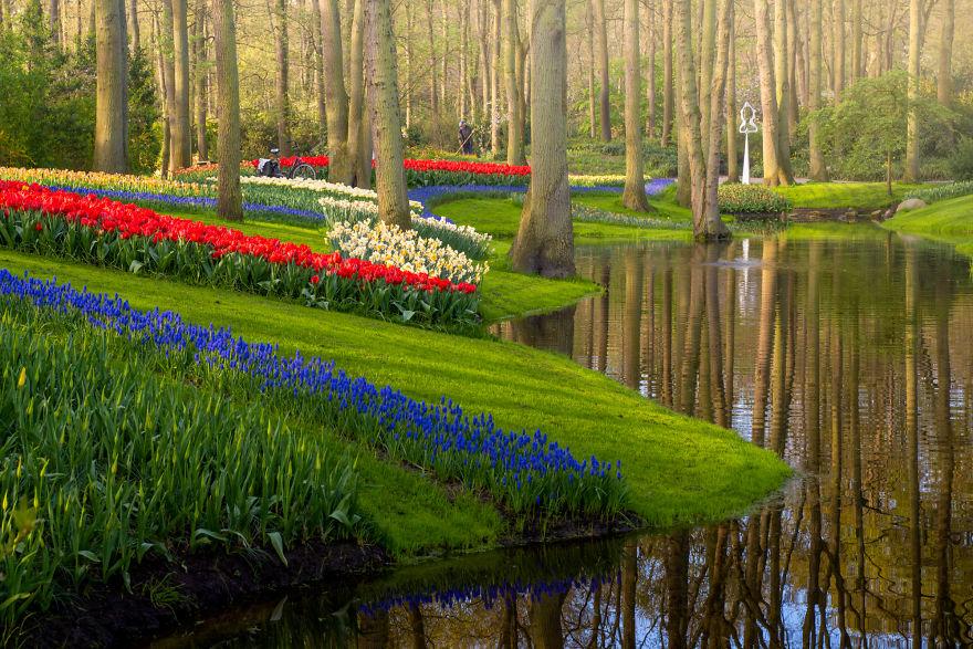 Keukenhof-jardin-fleurs-sans-visiteurs-91