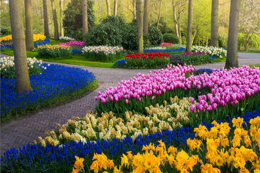 Keukenhof-jardin-fleurs-sans-visiteurs-93