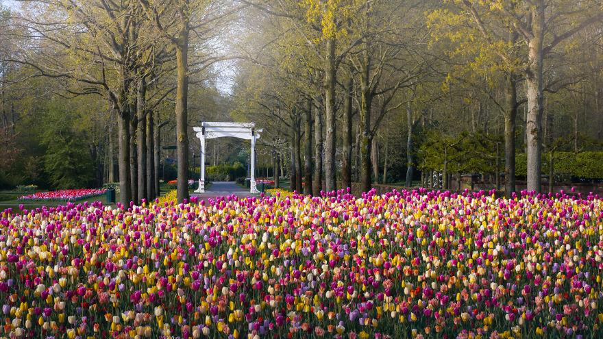 Keukenhof-jardin-fleurs-sans-visiteurs-94