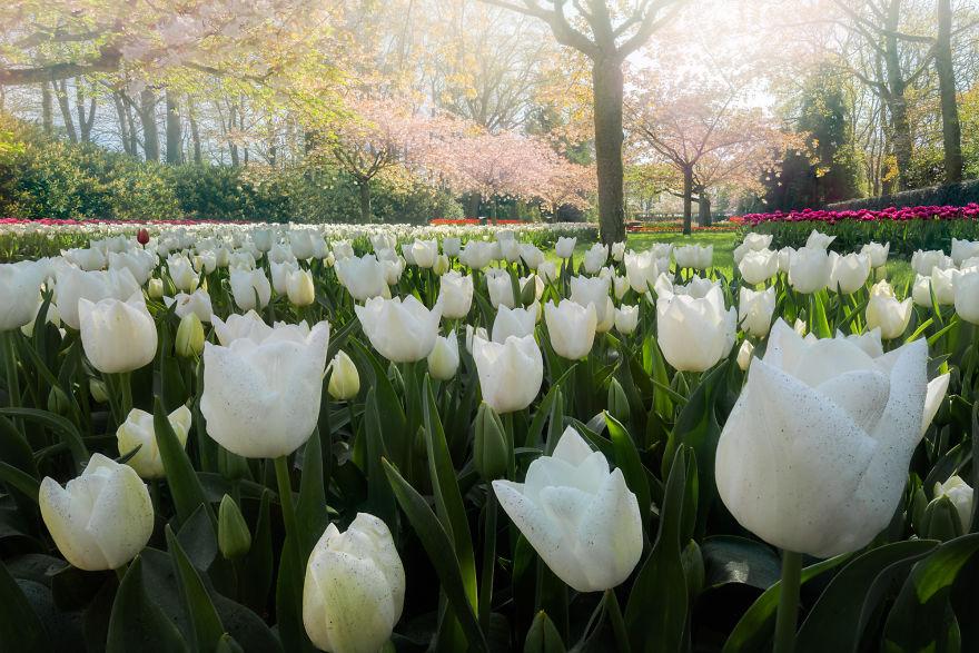 Keukenhof-jardin-fleurs-sans-visiteurs-95