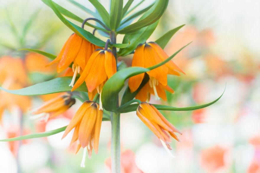 Keukenhof-jardin-fleurs-sans-visiteurs-96