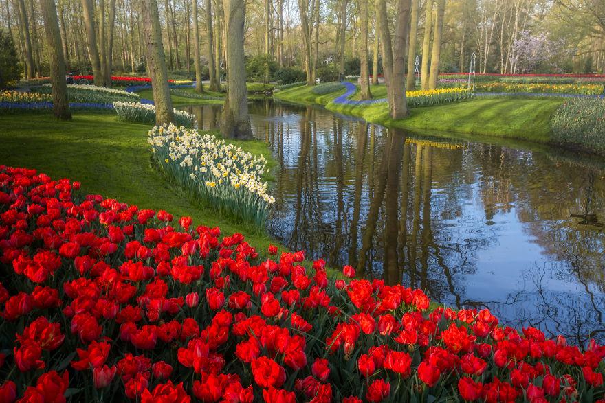 Keukenhof-jardin-fleurs-sans-visiteurs-97