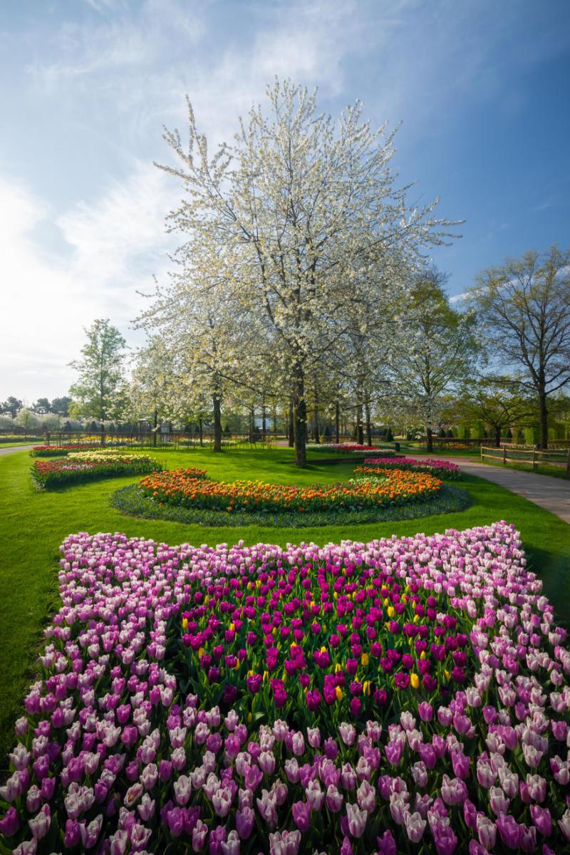 Keukenhof-jardin-fleurs-sans-visiteurs-98