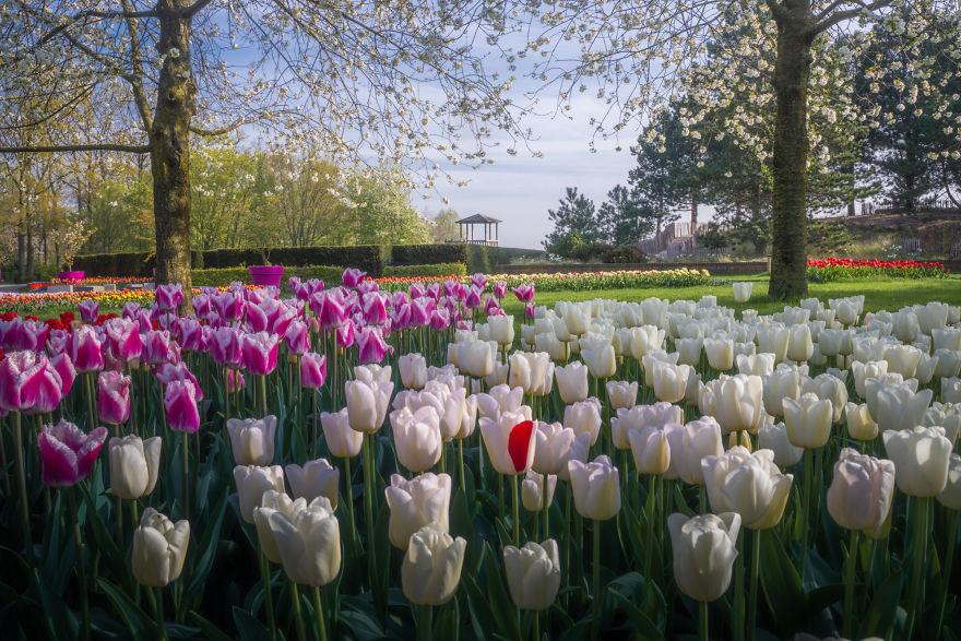 Keukenhof-jardin-fleurs-sans-visiteurs-99