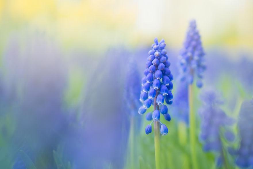 Keukenhof-jardin-fleurs-sans-visiteurs-991