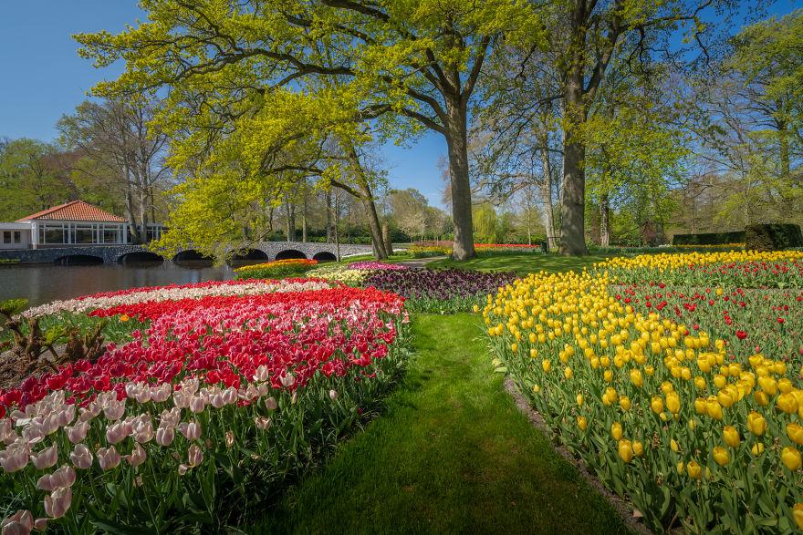 Keukenhof-jardin-fleurs-sans-visiteurs-992