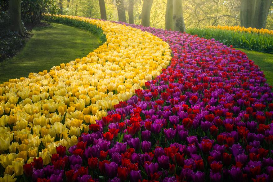Keukenhof-jardin-fleurs-sans-visiteurs-993