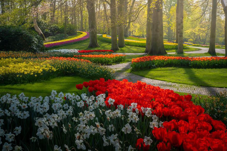 Keukenhof-jardin-fleurs-sans-visiteurs-994