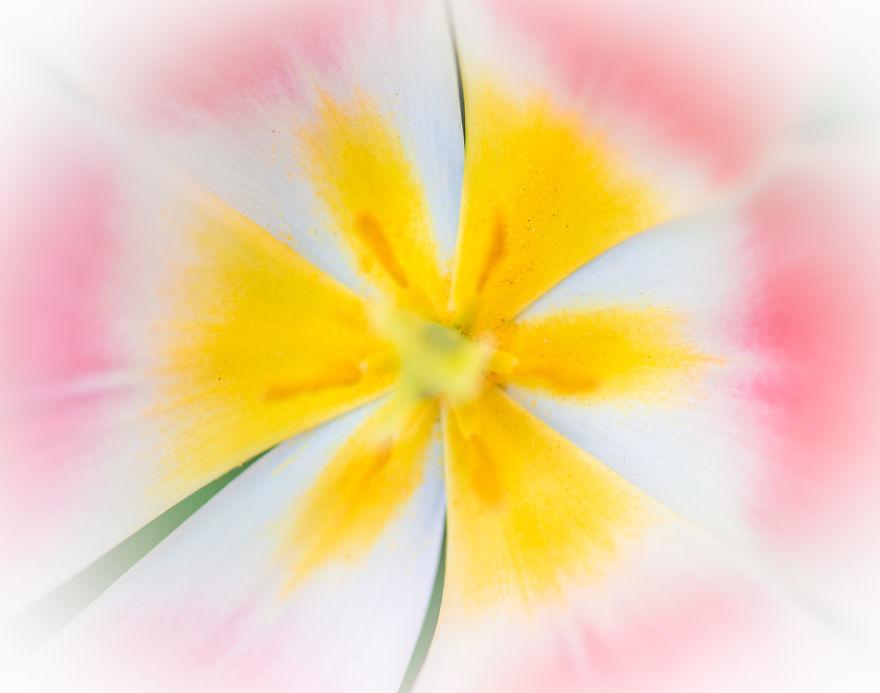 Keukenhof-jardin-fleurs-sans-visiteurs-995