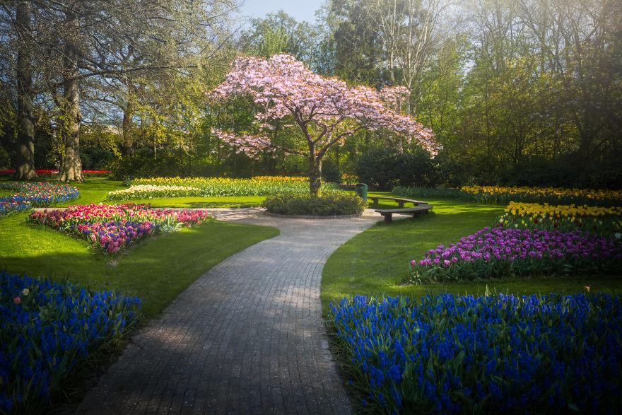 Keukenhof-jardin-fleurs-sans-visiteurs-996