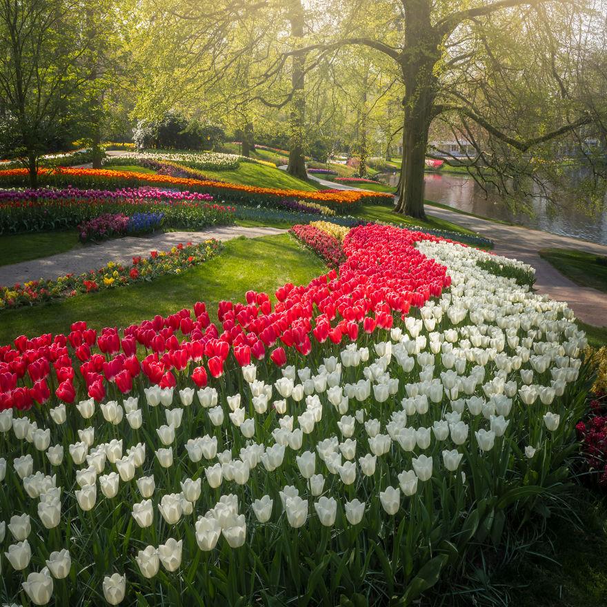 Keukenhof-jardin-fleurs-sans-visiteurs-997