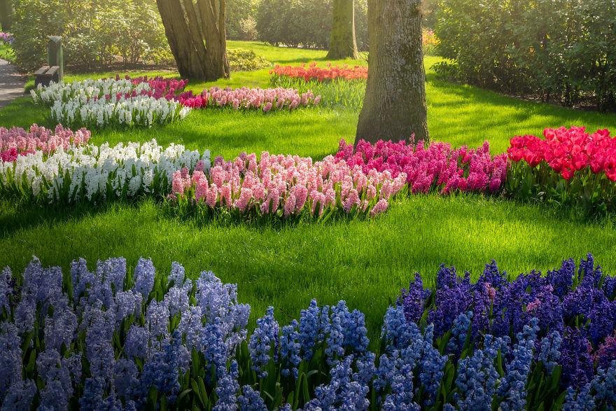 Keukenhof-jardin-fleurs-sans-visiteurs-998