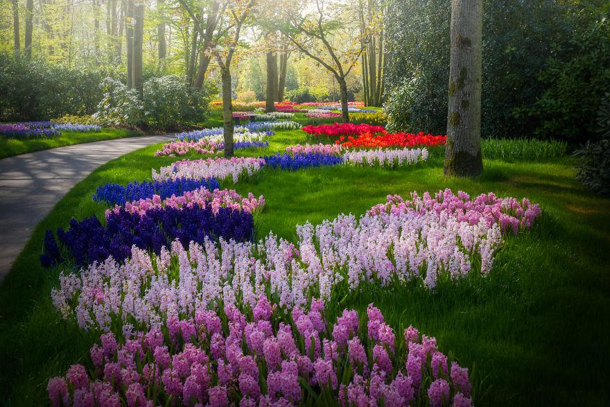 Keukenhof-jardin-fleurs-sans-visiteurs-9991