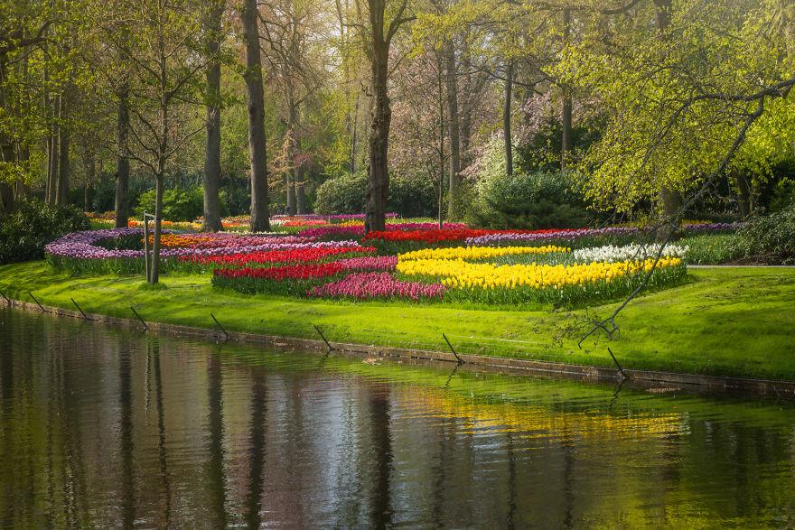 Keukenhof-jardin-fleurs-sans-visiteurs-9993