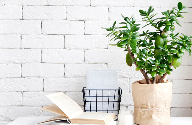 Plante-de-Jade-Crassula-ovata-3