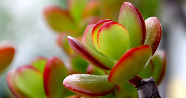 Plante-de-Jade-Crassula-ovata-4