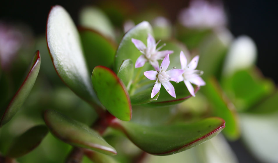 Plante-de-Jade-Crassula-ovata-5