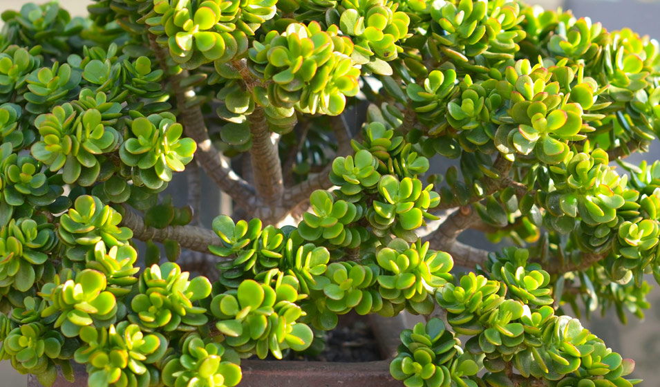 Plante-de-Jade-Crassula-ovata-6