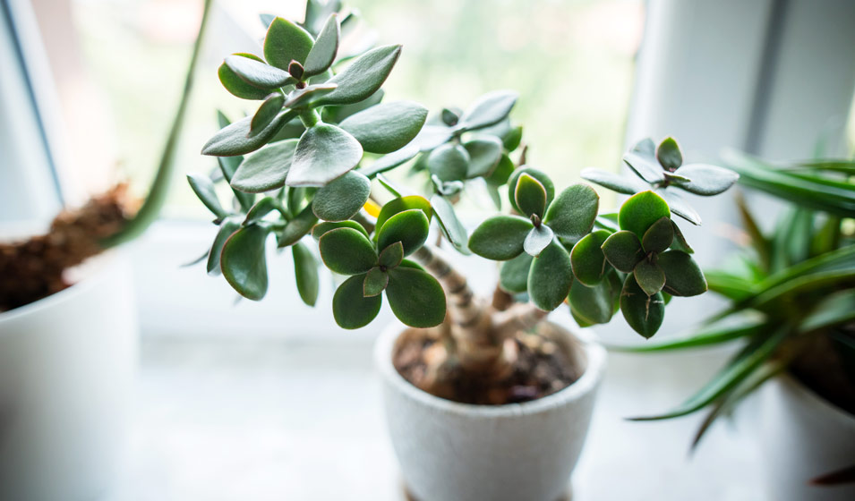 Plante-de-Jade-Crassula-ovata-7