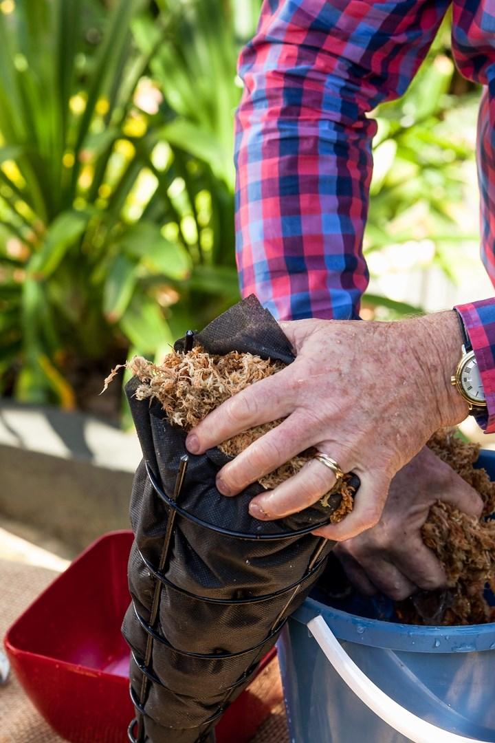 Succulent-arbre-noel-11