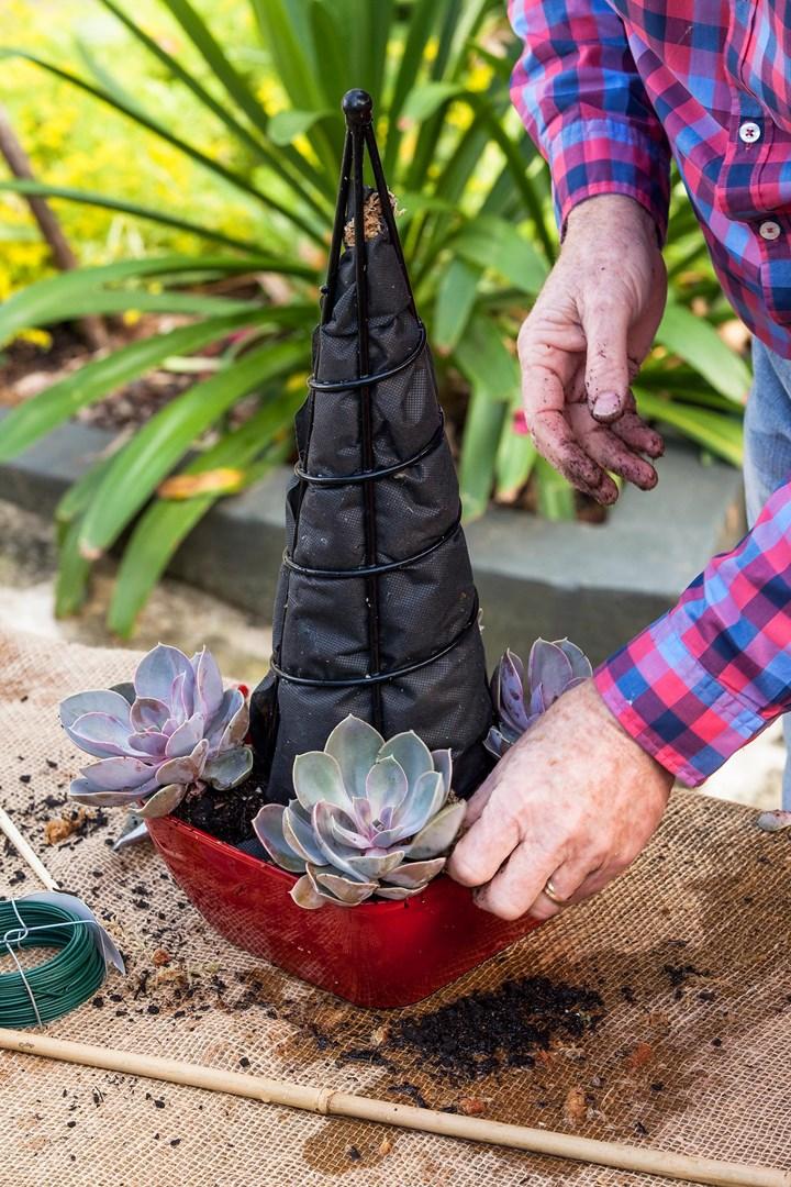 Succulent-arbre-noel-12