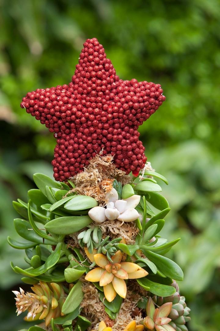 Succulent-arbre-noel-15