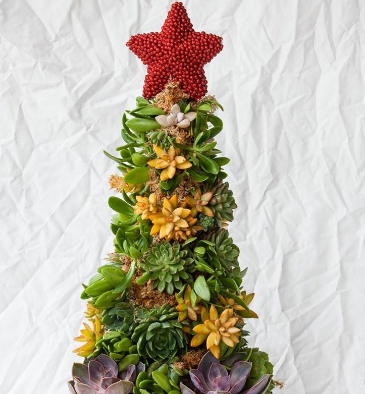 Succulent-arbre-noel-16