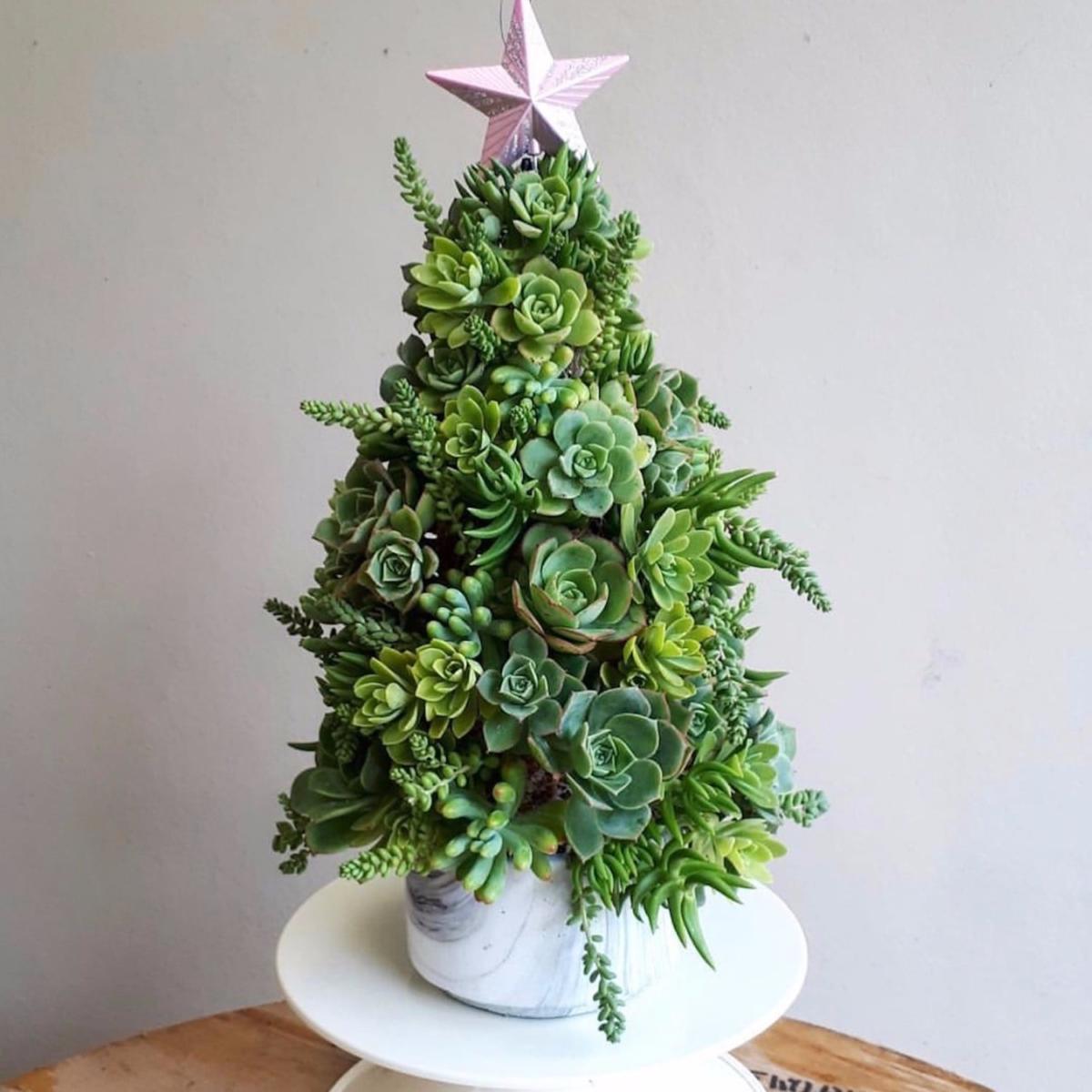 Succulent-arbre-noel-18